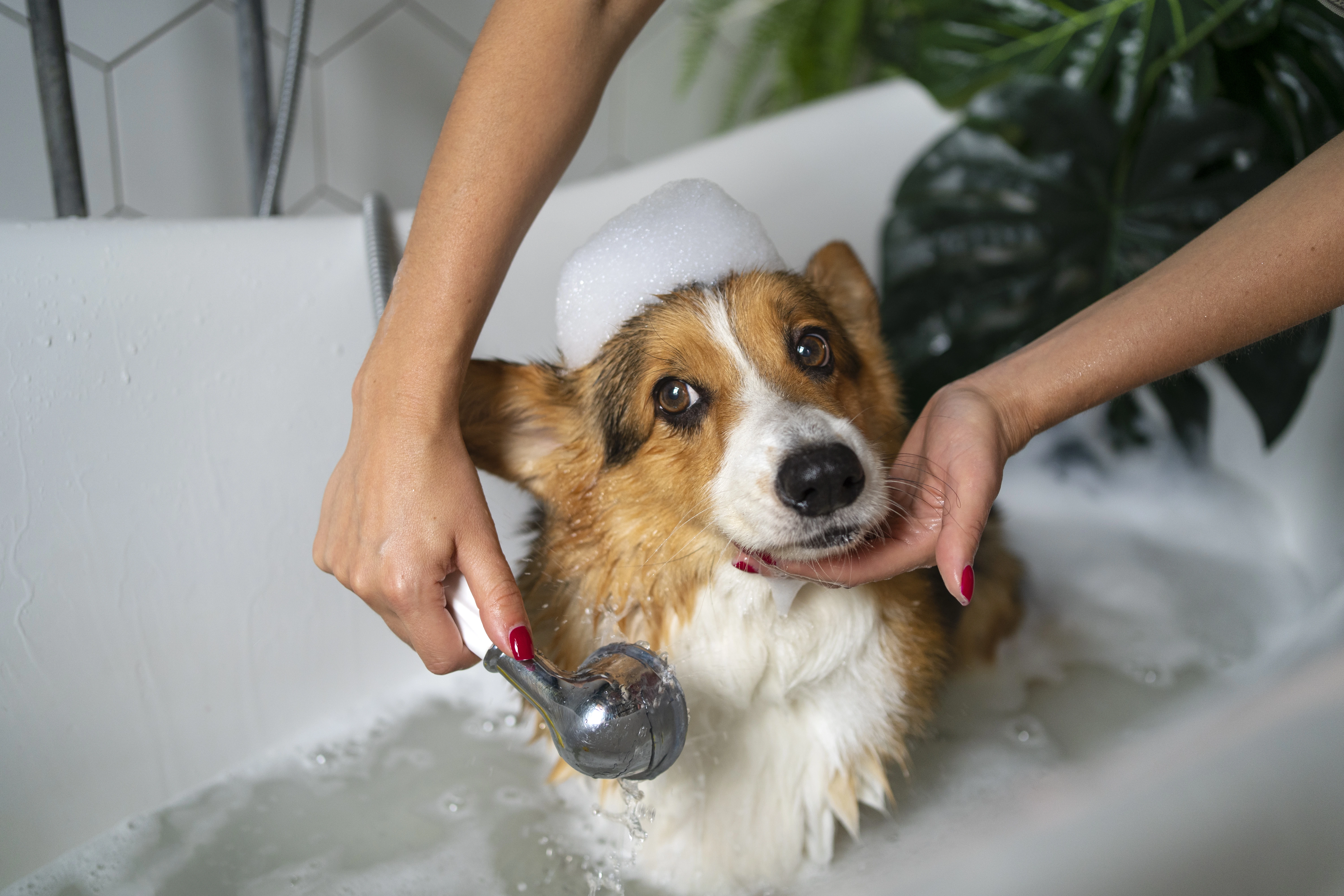 Dog Grooming Styles Guide: Your Complete Handbook